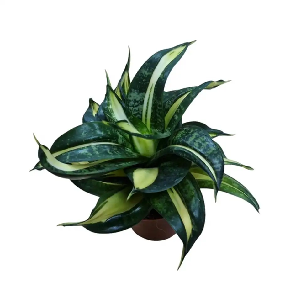 Сансевиериа D9 H15 - Sansevieria Spiral Star