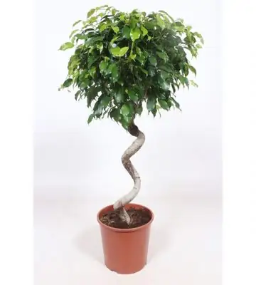Фикус D30 H140 - Ficus Exotica Spiral