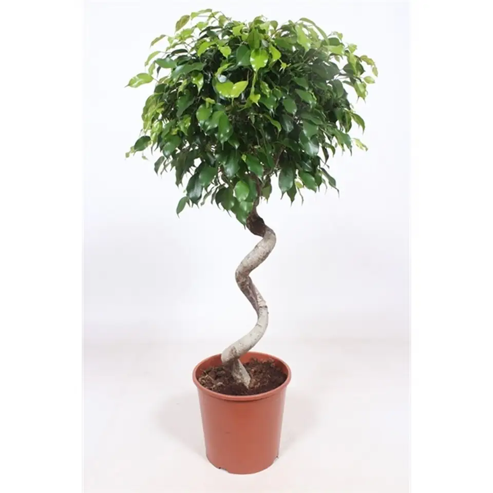 Фикус D30 H140 - Ficus Exotica Spiral