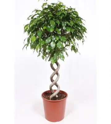Фикус D32 H140 - Ficus Exotica Spiral double