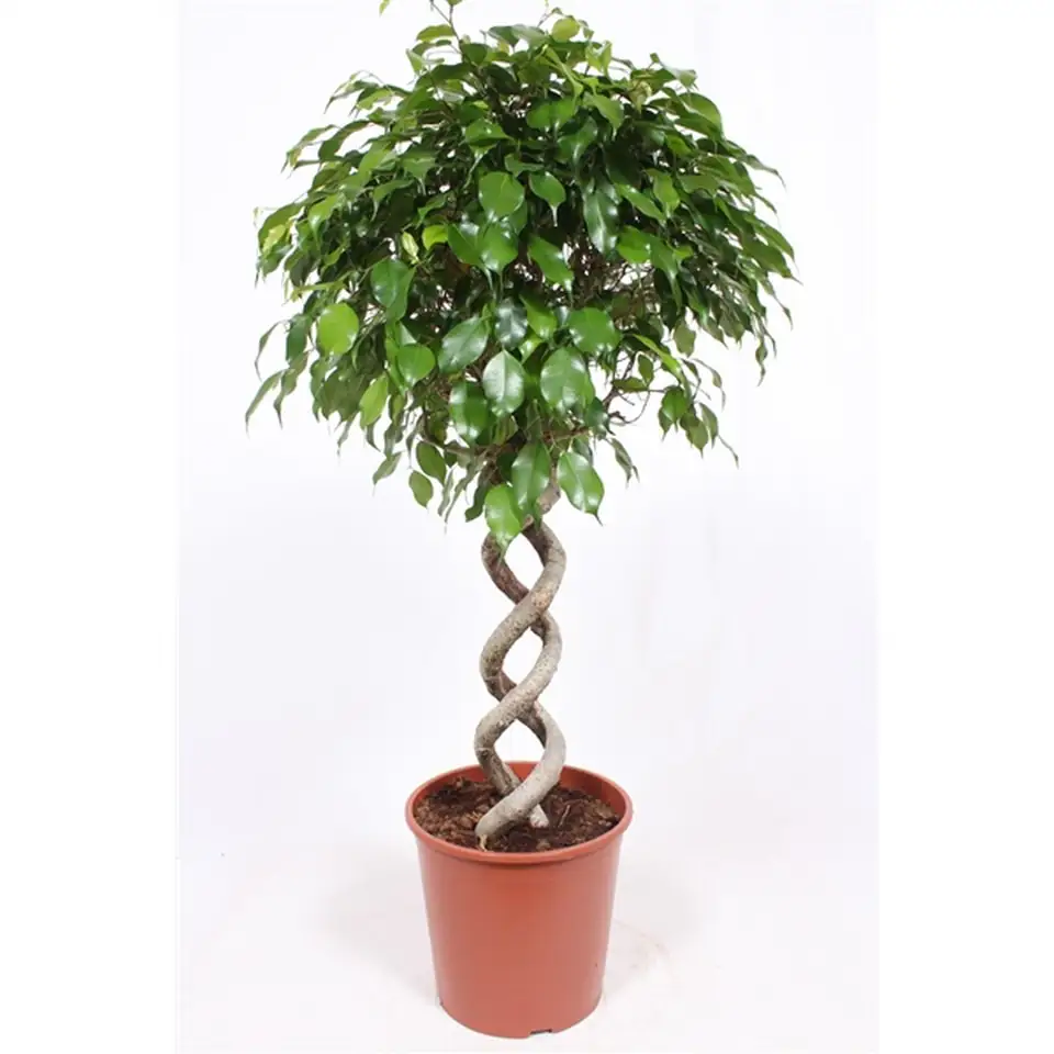 Фикус D32 H140 - Ficus Exotica Spiral double