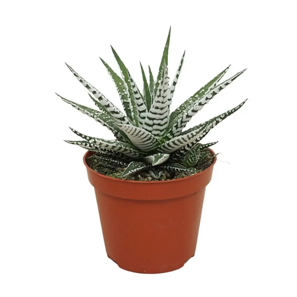 Хавортия D8 H15 - Haworthia fasciata Alba - Image 2