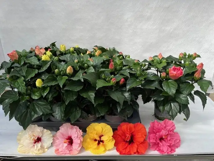 Хибискус D13 H35 - Hibiscus mixed - Image 2