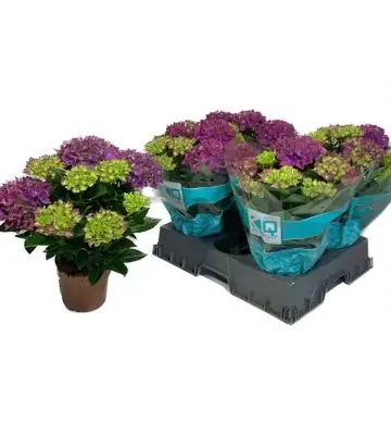 Хортензия D14 H40 - Hydrangea Hi Ocean Blue