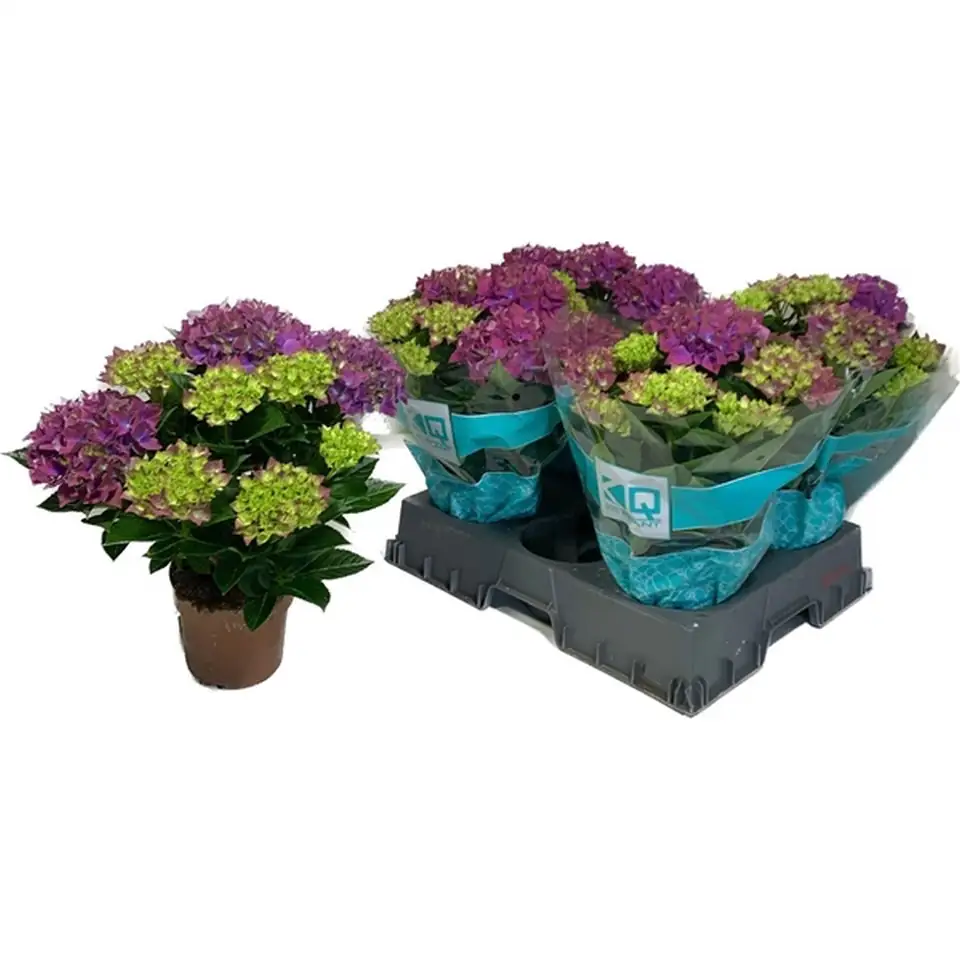 Хортензия D14 H40 - Hydrangea Hi Ocean Blue