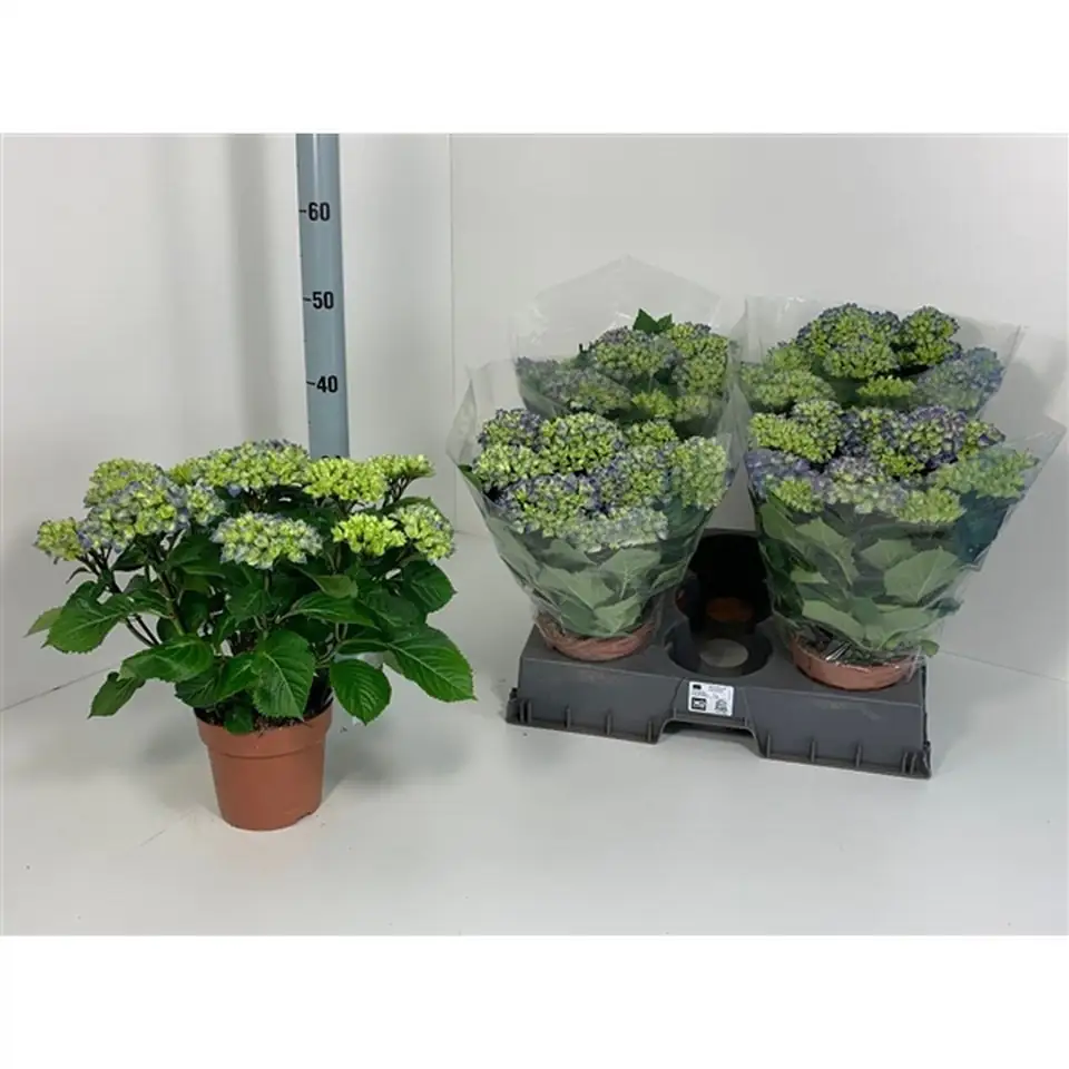 Хортензия D14 H40 - Hydrangea Hi Ocean Blue - Image 2