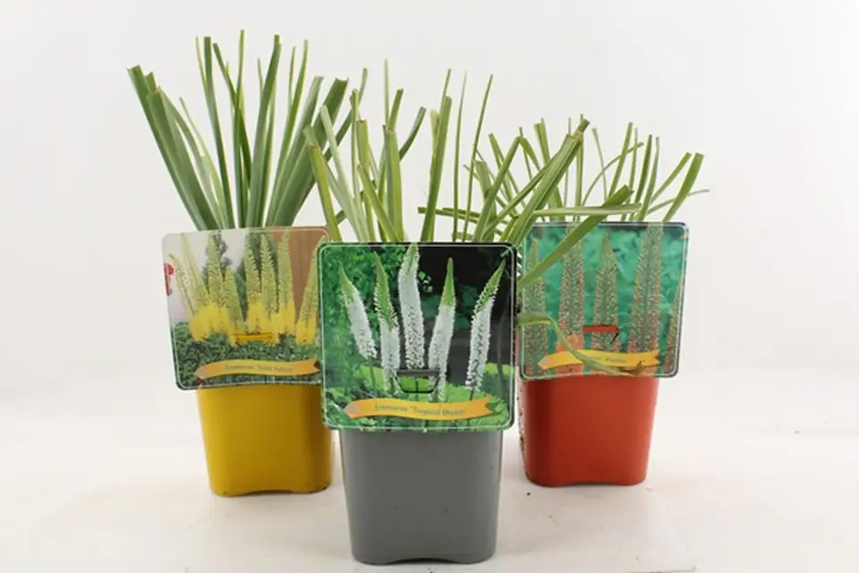 Еремурус D21 H35 - Eremurus