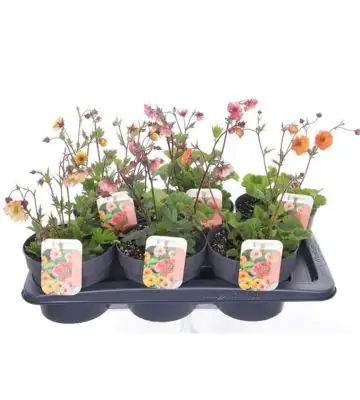 Геум D17 H35 - Geum mix
