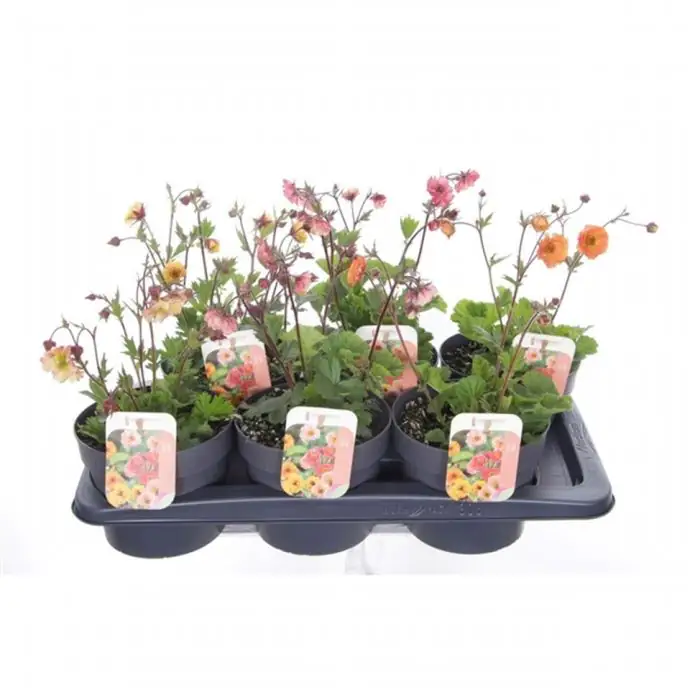 Геум D17 H35 - Geum mix