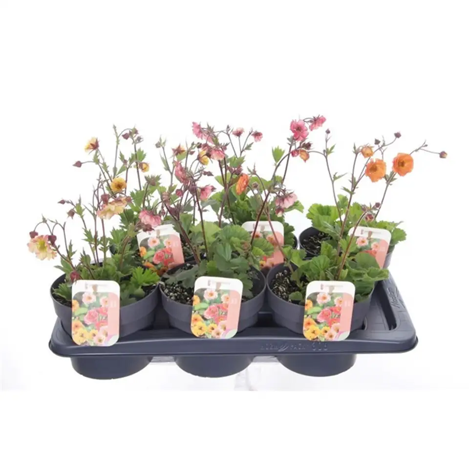 Геум D17 H35 - Geum mix