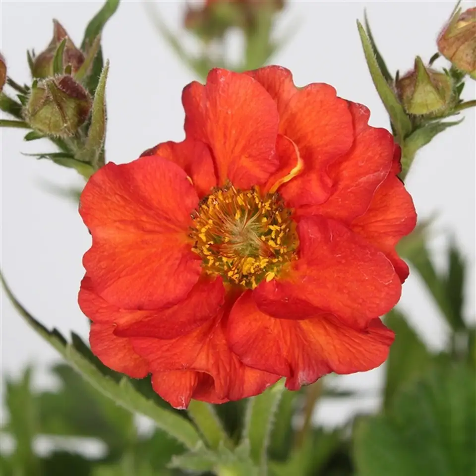 Геум D17 H35 - Geum mix - Image 2