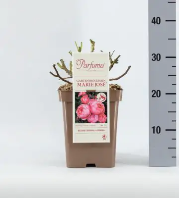 Роза D23 H65 - Rosa Gartenprinzessin Marie-Jose ®