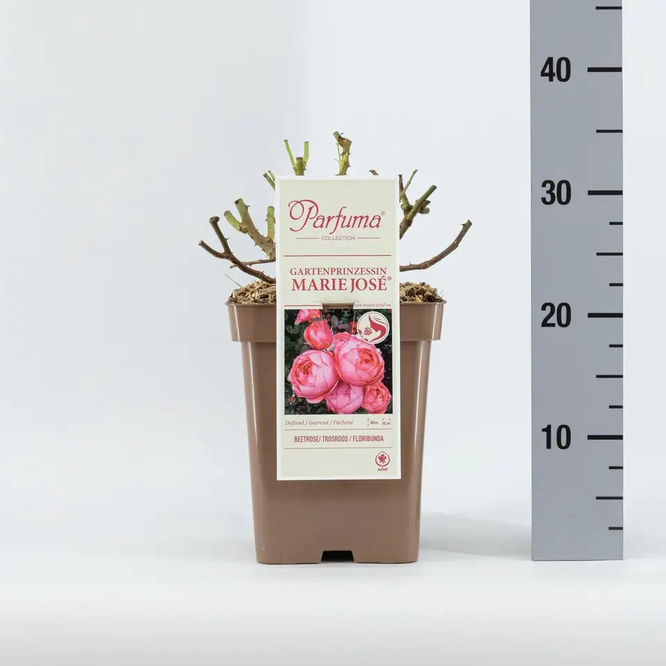 Роза D23 H65 - Rosa Gartenprinzessin Marie-Jose ®