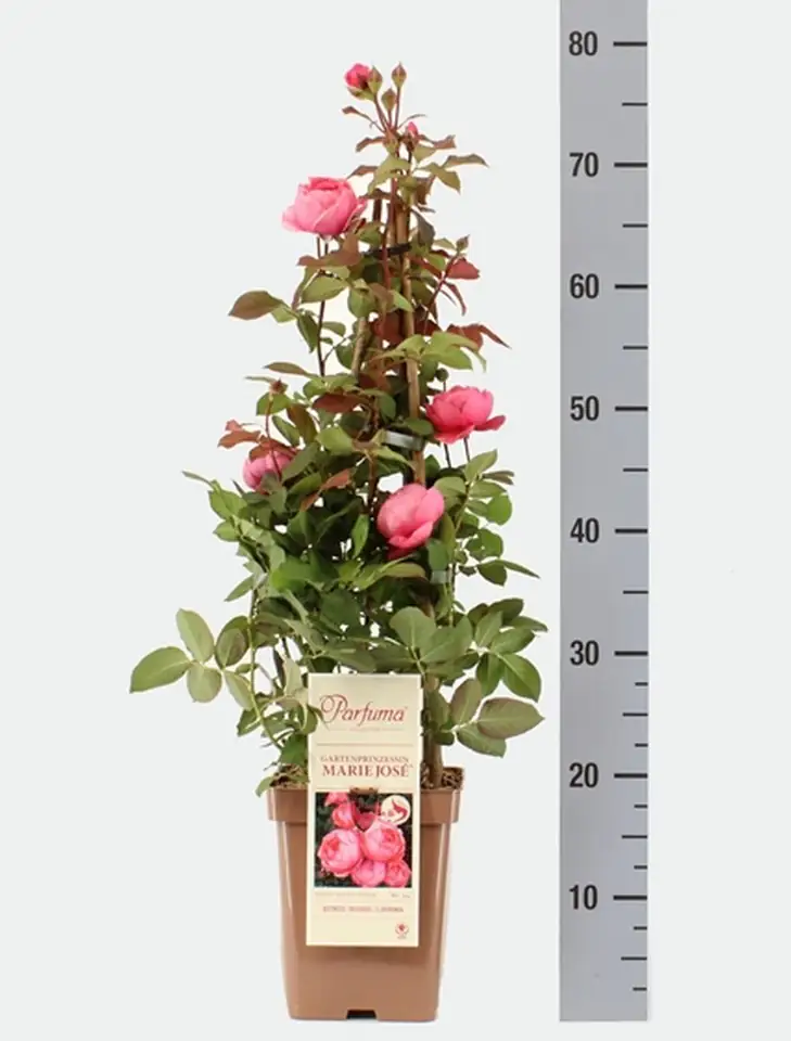 Роза D23 H65 - Rosa Gartenprinzessin Marie-Jose ® - Image 2
