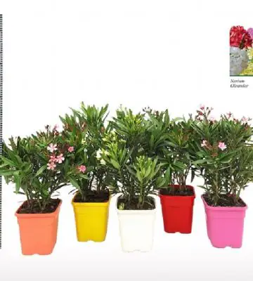 Олеандър D20 H55 - Nerium Oleander mix