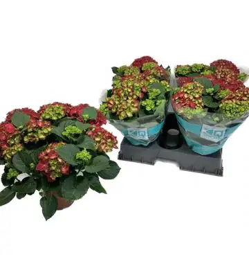 Хортензия D14 H40 - Hydrangea Hi Fire Red