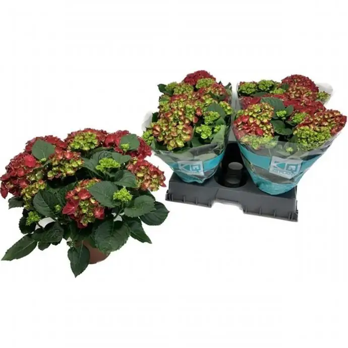 Хортензия D14 H40 - Hydrangea Hi Fire Red