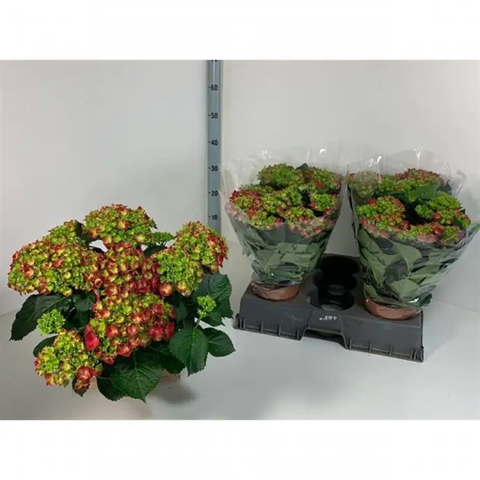 Хортензия D14 H40 - Hydrangea Hi Fire Red - Image 2
