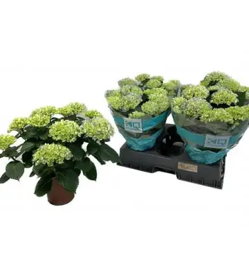 Хортензия D14 H40 - Hydrangea mac Hi River
