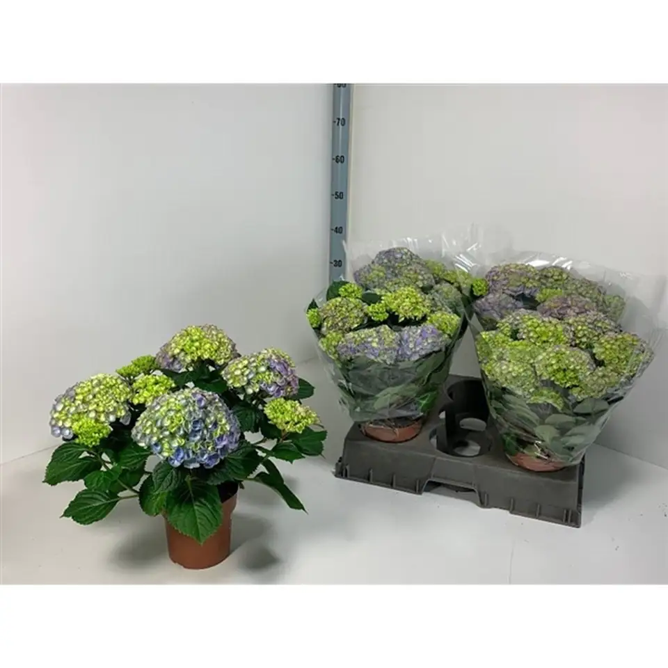 Хортензия D14 H40 - Hydrangea mac Hi River - Image 2