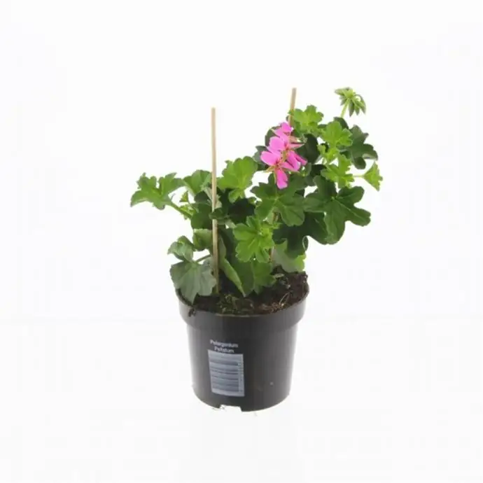 Пеларгониум D10 H25 - Pelargonium Balkon Lila