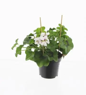 Пеларгониум D10 H25 - Pelargonium Balkon White