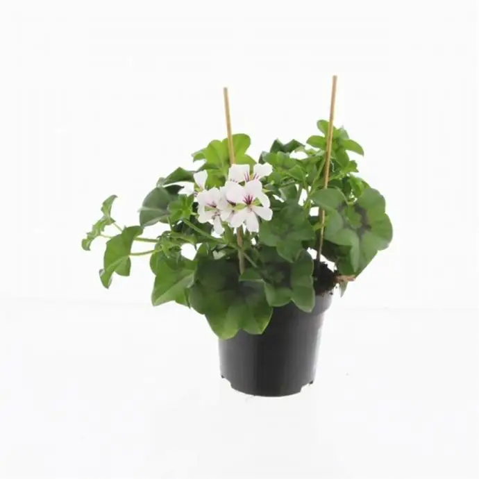 Пеларгониум D10 H25 - Pelargonium Balkon White