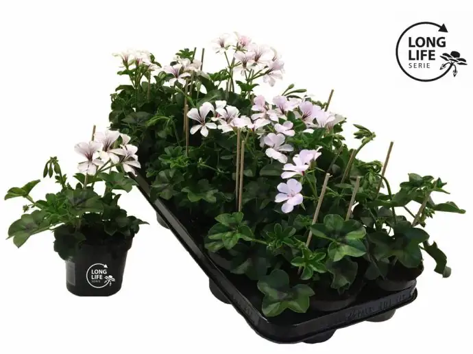 Пеларгониум D10 H25 - Pelargonium Balkon White - Image 2