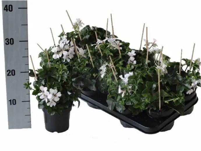 Пеларгониум D10 H25 - Pelargonium Balkon White - Image 3