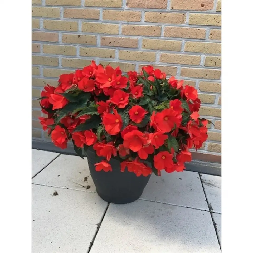 Бегония D12 H20 - Begonia Tuberhybrida Orange - Image 2