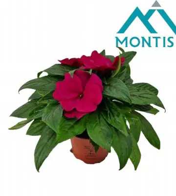 Импасианс D13 H25 - Impatiens NG Colorpower Purple Blue