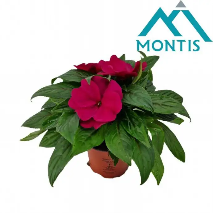 Импасианс D13 H25 - Impatiens NG Colorpower Purple Blue