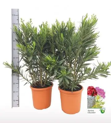 Олеандър бял D28 H100 - Nerium Oleander white