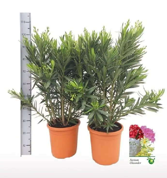 Олеандър бял D28 H100 - Nerium Oleander white