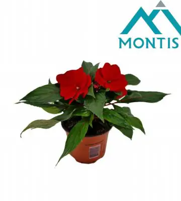 Импасианс D13 H25 - Impatiens NG Colorpower Fire
