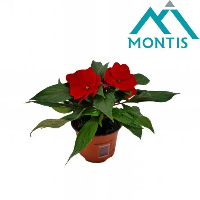 Импасианс D13 H25 - Impatiens NG Colorpower Fire