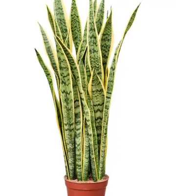 Сансевиера D19 H90 - Sansevieria Laurentii