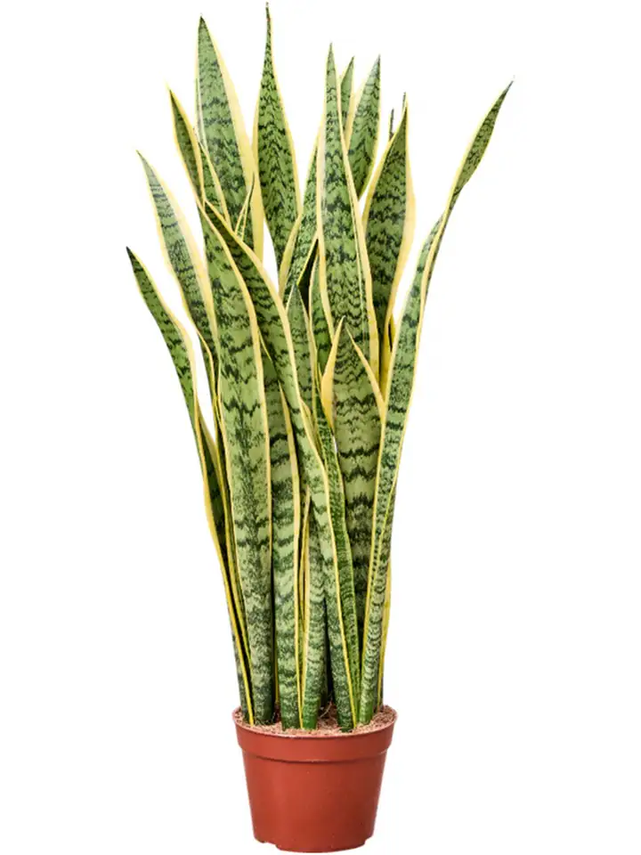Сансевиера D19 H90 - Sansevieria Laurentii