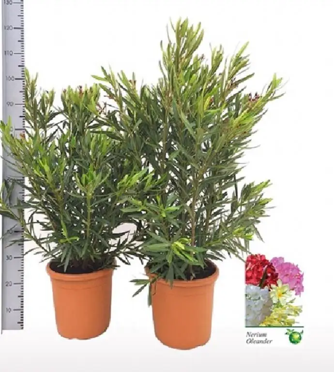 Олеандър жълт D28 H100 - Nerium Oleander yellow