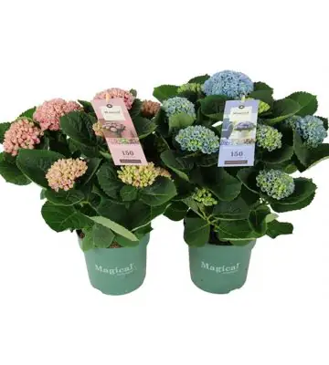Хортензия D14 H35 - Hydrangea Magical revolution