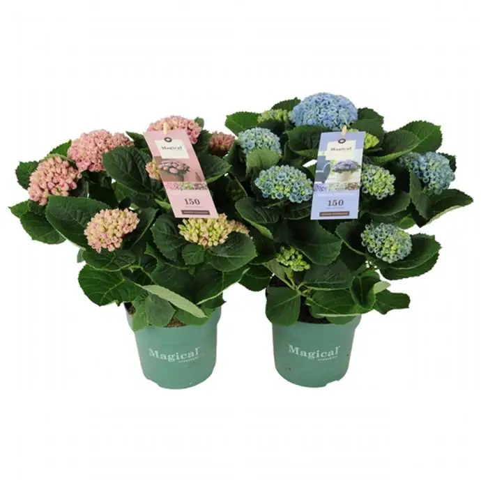 Хортензия D14 H35 - Hydrangea Magical revolution