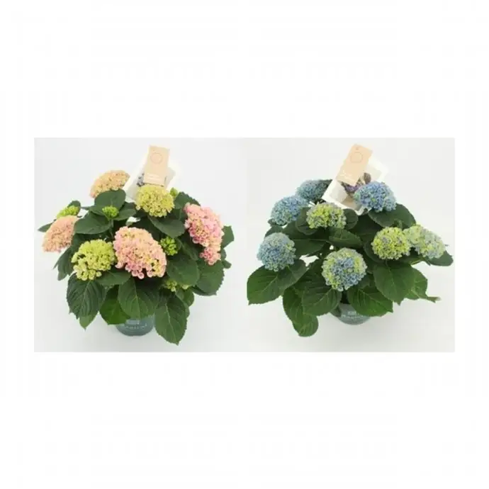 Хортензия D14 H35 - Hydrangea Magical revolution - Image 2