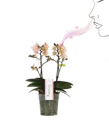 Орхидея D12 H35 - Phalaenopsis Aromio Powdery