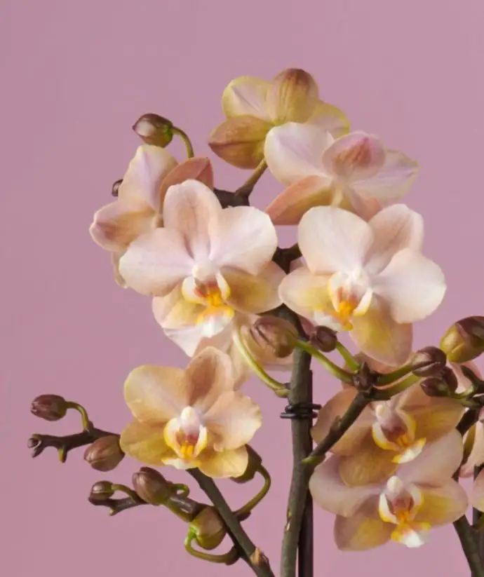 Орхидея D12 H35 - Phalaenopsis Aromio Powdery - Image 2