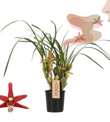 Орхидея кокосова D9 H40 - Maxillaria Unique