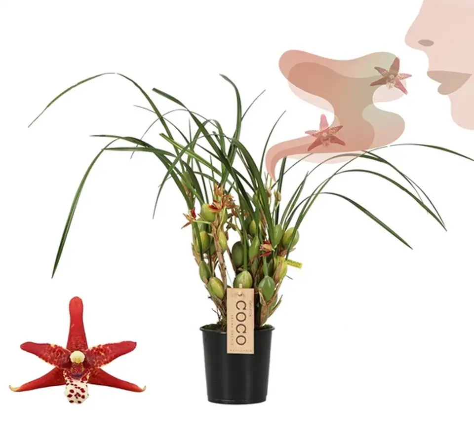 Орхидея кокосова D9 H40 - Maxillaria Unique