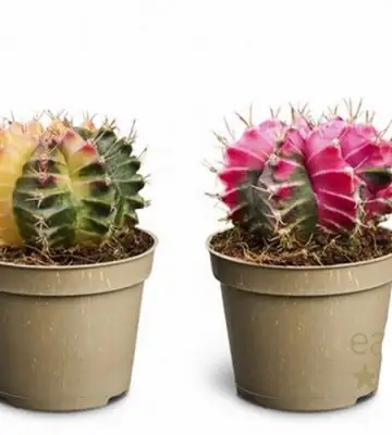 Кактус D6 H10 - Gymnocalycium mihanovichii