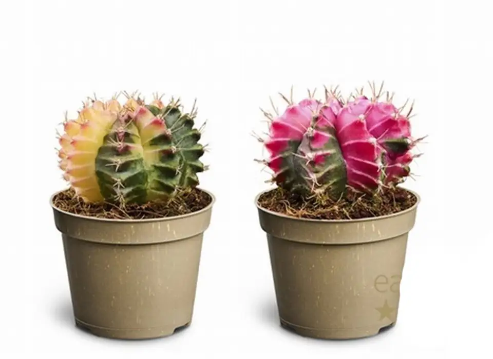 Кактус D6 H10 - Gymnocalycium mihanovichii