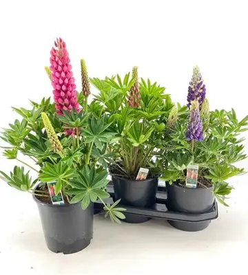 Лупинус D17 H45 - Lupinus mix