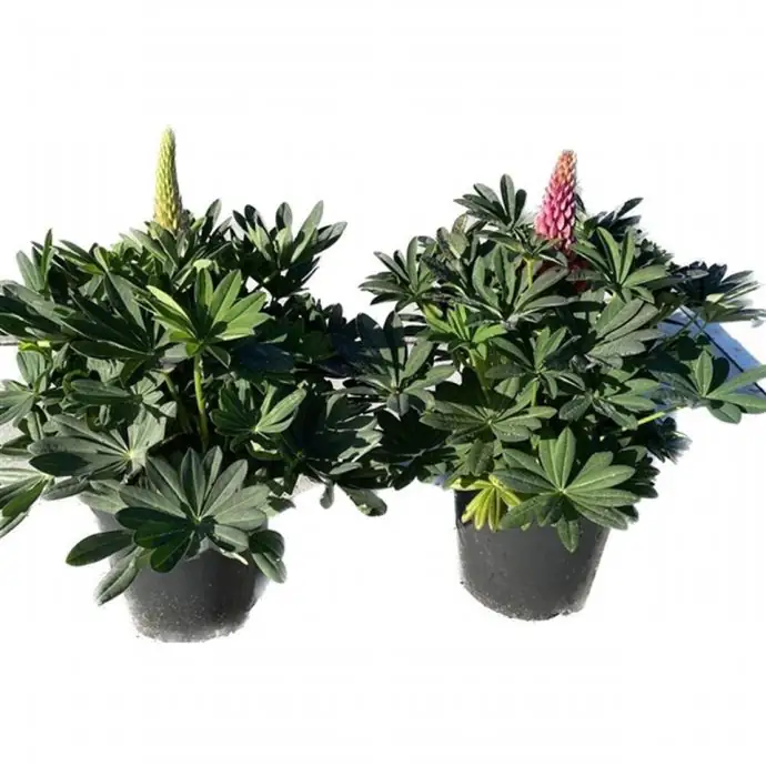 Лупинус D17 H45 - Lupinus mix - Image 2